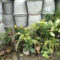 9690155710-rishikesh-ho-rishikesh-plant-nurseries-jsu76gh