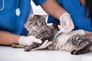 default-veterinary-clinics-3